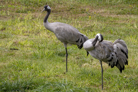 25-04-24_parc-des-oiseaux, _MG_0589