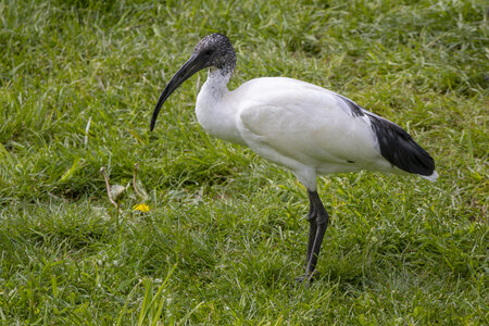 25-04-24_parc-des-oiseaux, _MG_0590