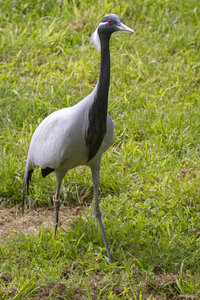 25-04-24_parc-des-oiseaux, _MG_0591