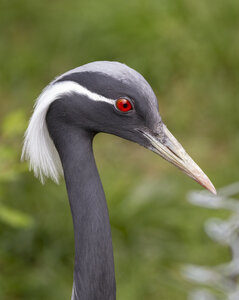 25-04-24_parc-des-oiseaux, _MG_0594