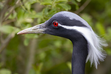 25-04-24_parc-des-oiseaux, _MG_0598