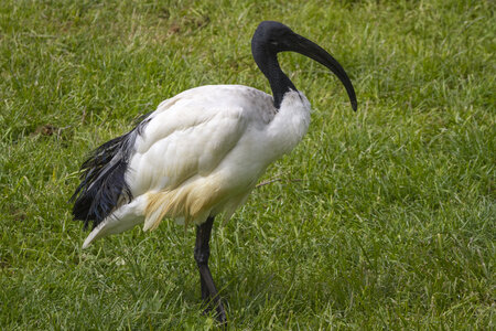 25-04-24_parc-des-oiseaux, _MG_0600