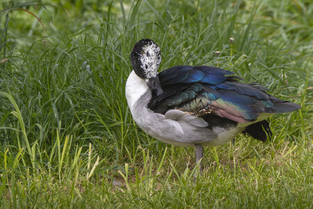 25-04-24_parc-des-oiseaux, _MG_0603