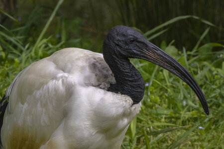 25-04-24_parc-des-oiseaux, _MG_0610