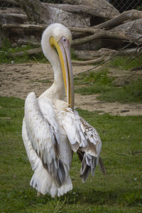 25-04-24_parc-des-oiseaux, _MG_0613