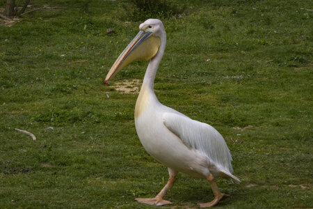 25-04-24_parc-des-oiseaux, _MG_0614