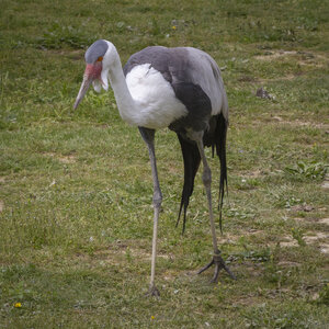 25-04-24_parc-des-oiseaux, _MG_0617