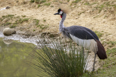 25-04-24_parc-des-oiseaux, _MG_0623