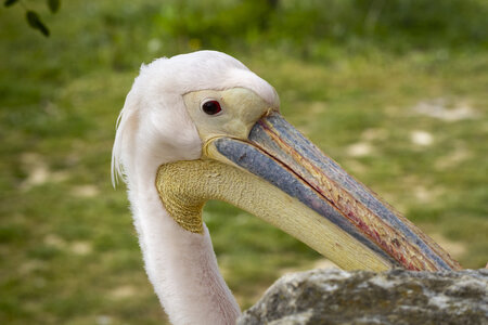 25-04-24_parc-des-oiseaux, _MG_0624