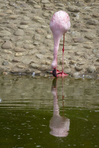 25-04-24_parc-des-oiseaux, _MG_0630