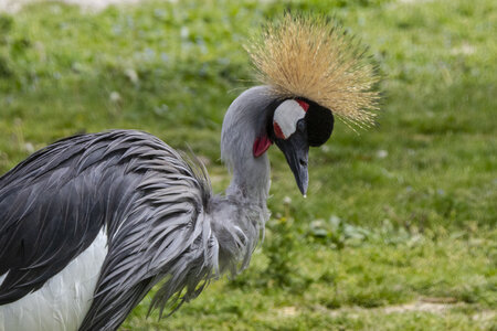 25-04-24_parc-des-oiseaux, _MG_0632