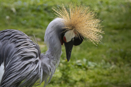 25-04-24_parc-des-oiseaux, _MG_0633