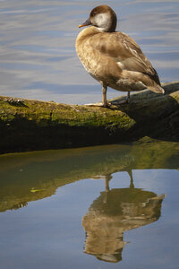 25-04-24_parc-des-oiseaux, _MG_0638