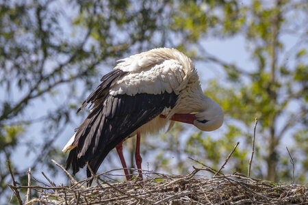 25-04-24_parc-des-oiseaux, _MG_0646