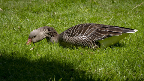 25-04-24_parc-des-oiseaux, _MG_0647