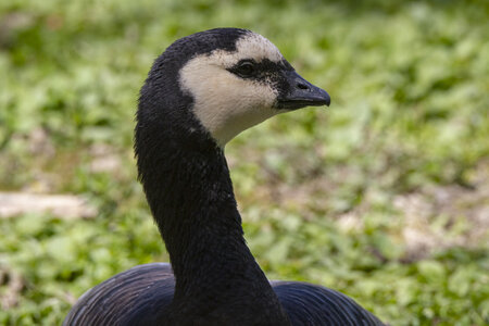 25-04-24_parc-des-oiseaux, _MG_0667