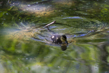25-04-24_parc-des-oiseaux, _MG_0676