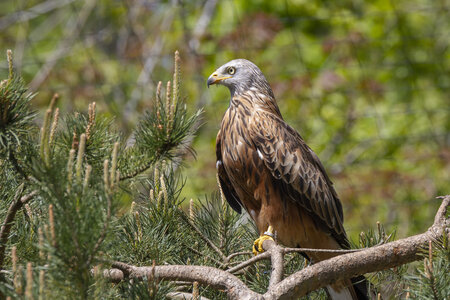25-04-24_parc-des-oiseaux, _MG_0693