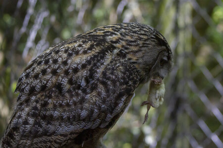 25-04-24_parc-des-oiseaux, _MG_0695