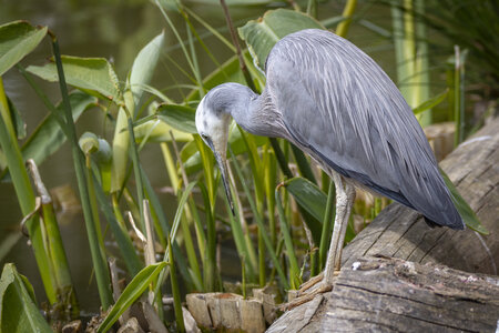 25-04-24_parc-des-oiseaux, _MG_0702-Modifier