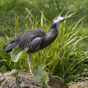 25-04-24_parc-des-oiseaux, _MG_0704-Modifier