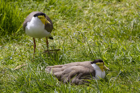 25-04-24_parc-des-oiseaux, _MG_0708