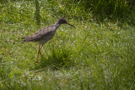 25-04-24_parc-des-oiseaux, _MG_0709