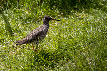 25-04-24_parc-des-oiseaux, _MG_0710