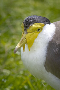 25-04-24_parc-des-oiseaux, _MG_0712