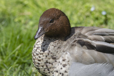 25-04-24_parc-des-oiseaux, _MG_0713