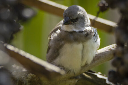 25-04-24_parc-des-oiseaux, _MG_0714