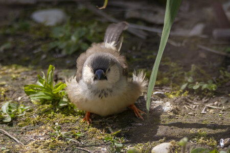 25-04-24_parc-des-oiseaux, _MG_0715