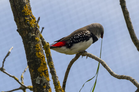 25-04-24_parc-des-oiseaux, _MG_0724