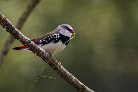 25-04-24_parc-des-oiseaux, _MG_0731