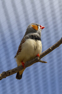 25-04-24_parc-des-oiseaux, _MG_0737