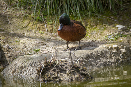 25-04-24_parc-des-oiseaux, _MG_0738