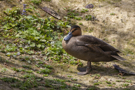 25-04-24_parc-des-oiseaux, _MG_0739