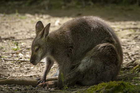 25-04-24_parc-des-oiseaux, _MG_0740