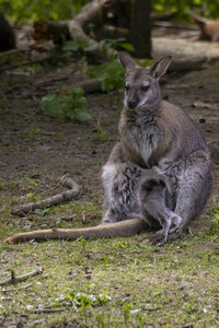 25-04-24_parc-des-oiseaux, _MG_0742