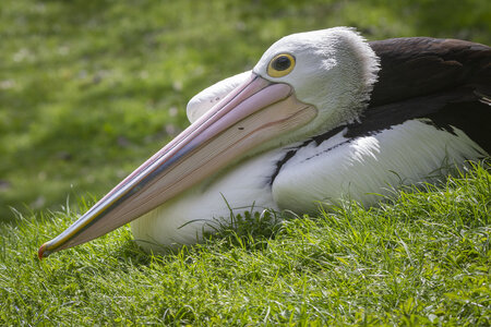25-04-24_parc-des-oiseaux, _MG_0754
