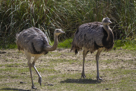 25-04-24_parc-des-oiseaux, _MG_0764