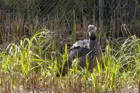25-04-24_parc-des-oiseaux, _MG_0766