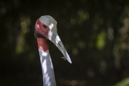 25-04-24_parc-des-oiseaux, _MG_0769