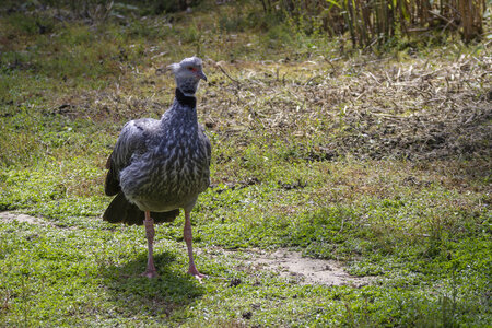 25-04-24_parc-des-oiseaux, _MG_0772