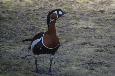 25-04-24_parc-des-oiseaux, _MG_0774