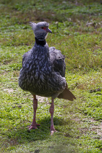 25-04-24_parc-des-oiseaux, _MG_0776