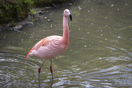 25-04-24_parc-des-oiseaux, _MG_0780