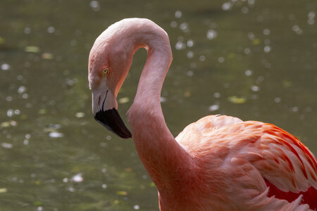 25-04-24_parc-des-oiseaux, _MG_0786