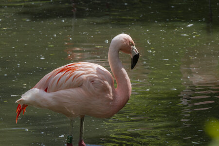 25-04-24_parc-des-oiseaux, _MG_0791