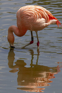 25-04-24_parc-des-oiseaux, _MG_0792